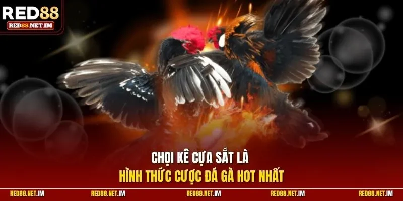 Chọi kê cựa sắt là hình thức cược đá gà hot nhất